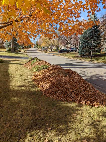 leaf cleanup