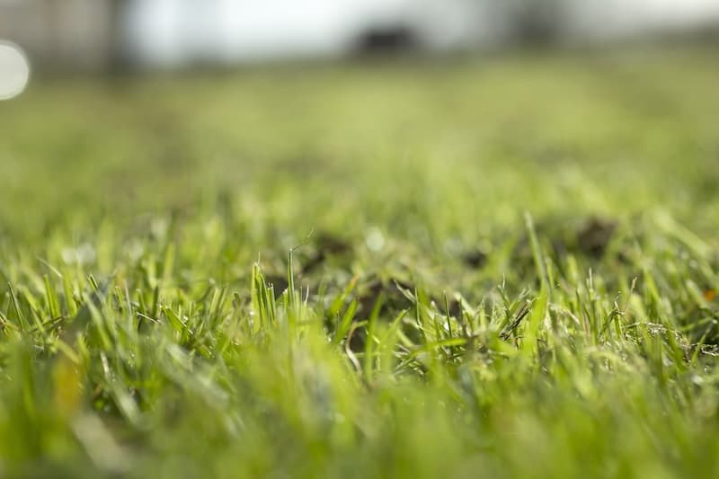 Core lawn aeration for healthier turf in Minneapolis