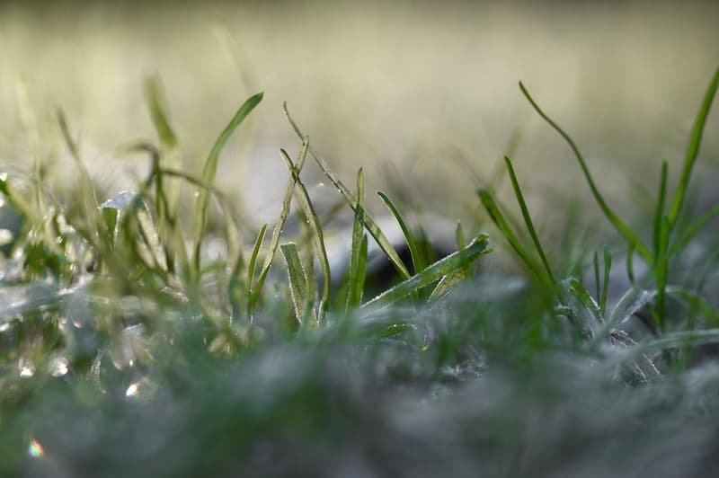 Think Spring: Why Now Is the Best Time to Schedule Your Spring Lawn Cleanup in Minneapolis