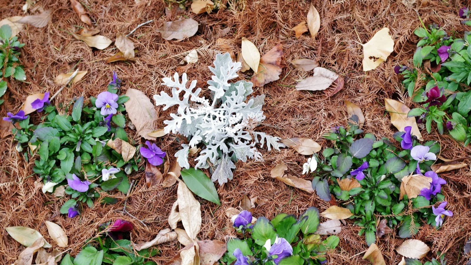 Freshly mulched landscape bed for curb appeal