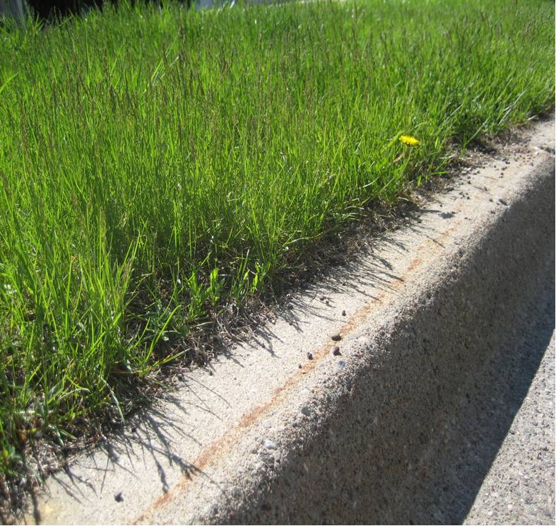 overhanging grass